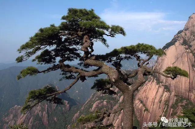 松树盆景,怎样才能算上品?