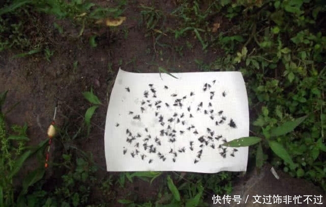 「万能」万能鱼饵非蚯蚓莫属?不,还有苍蝇也可以钓鱼