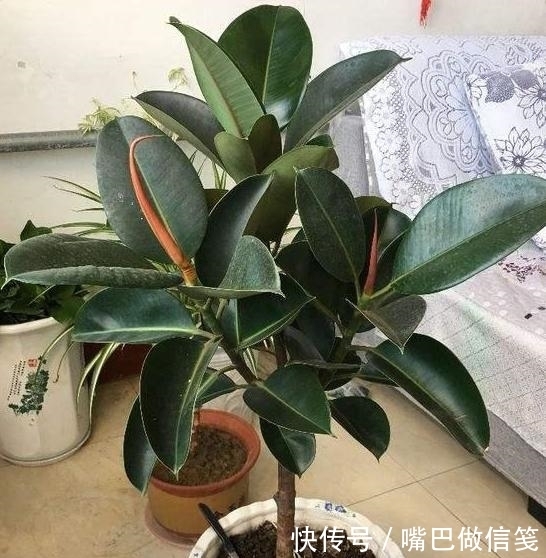  『对移栽的影响』盆栽橡皮树如何从水培转化为土培？4点到位，对根须无负面影响