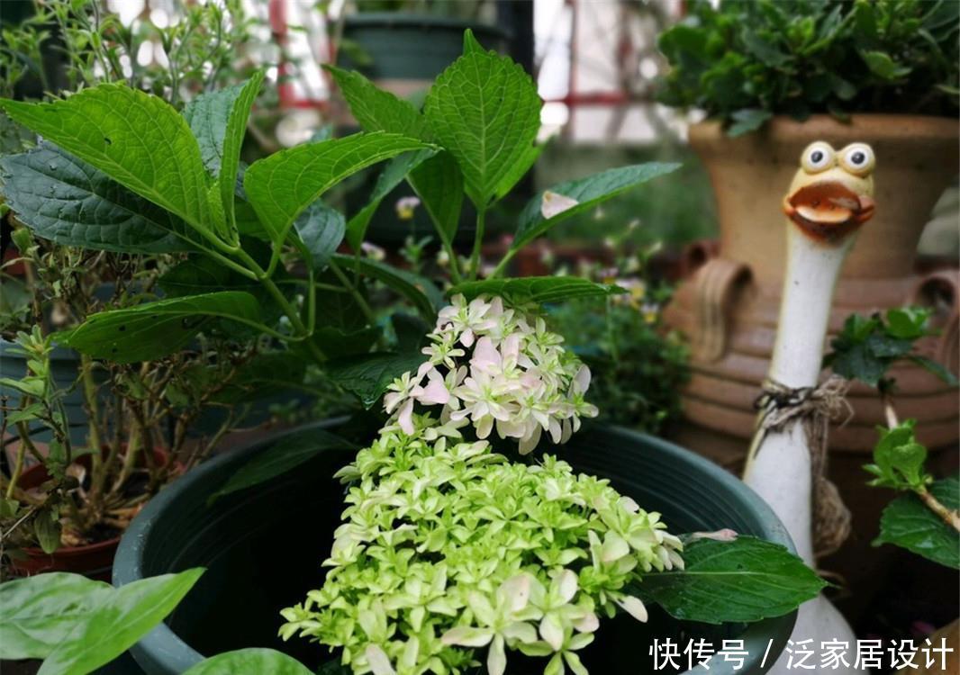  绣球：绣球扦插：1盆变3盆，3盆变9盆，繁殖太快，成活率太高，愁呀！