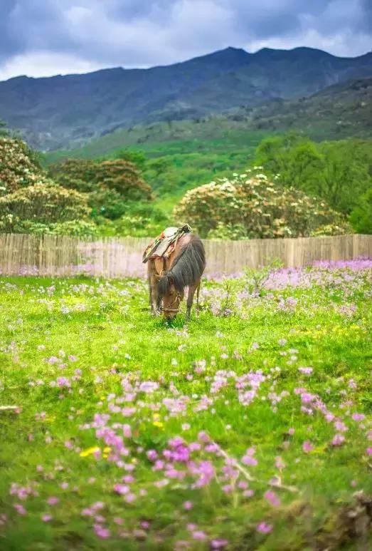 四川风景的概括，总有个地方是你想去看的