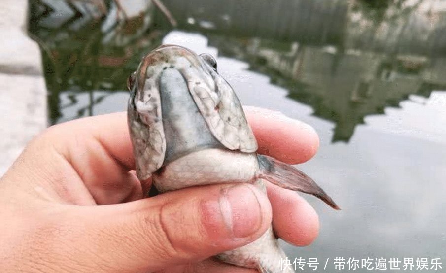 蛇头鱼入侵广东多地出现“蛇头鱼”，专家因水质变好才出现