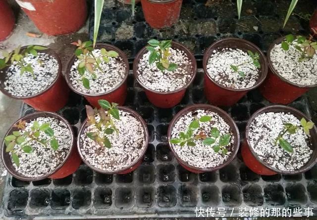 『执着的花盲』养花技巧:这5种花现在扦插,下个月就开花,千万别错过时机!