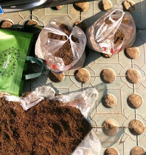  【养护】山上漫山遍野的松针土，扛回来半袋子，茶花配土不用愁，还不花钱