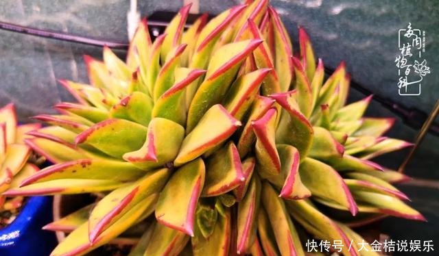  [黄皮乌木]养肉养花要用心，用心呵护，还你精彩每一天！
