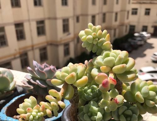  【高温的夏季】多肉总是徒长丑爆成大白菜？多半是犯了3个错误，养成老桩也不错