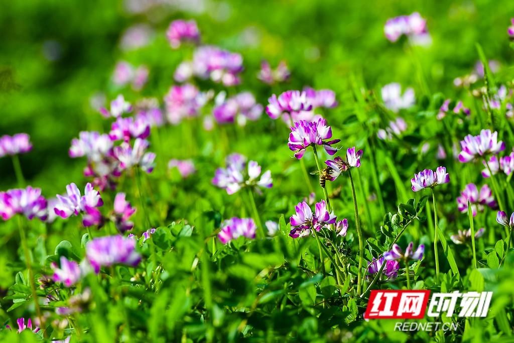春天■组图丨立夏将至,还记得这一朵朵绚烂了整个春天的花吗