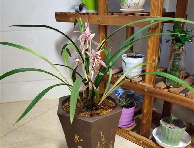  好根■想要兰花状态好，养好这个部位，姿态优雅更迷人