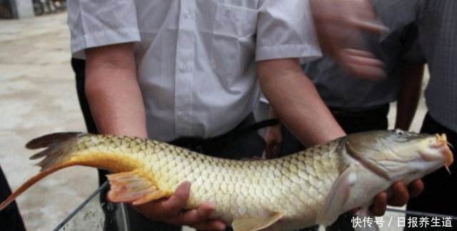 为什么黄河泥沙那么多，鱼还又大又肥网友一句话阐明道理