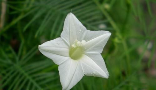  【盘点】盘点自然界中纯洁干净的白色花卉，洁白无瑕，有些还芳香四溢！