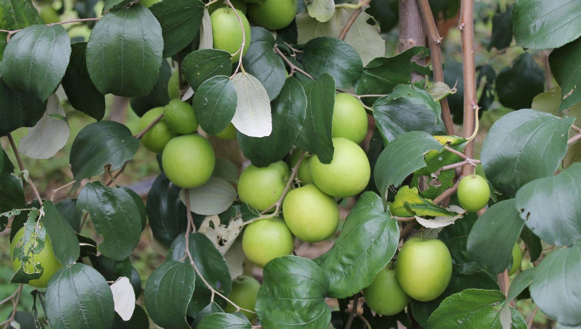 农村没味道的水果，南方2元一斤泛滥，北方80一斤舍不得吃