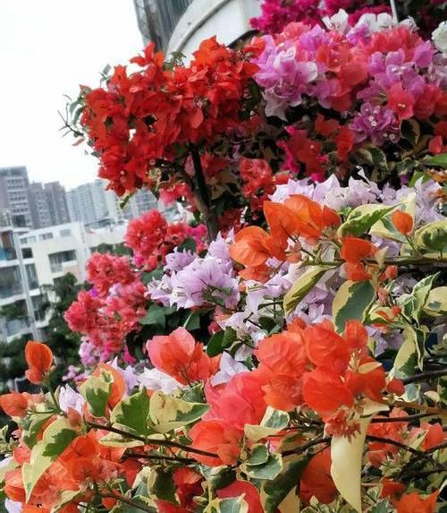  「春天」春天种花，选这2种“爬藤花卉”，能爬7层楼高，开出“大花墙”