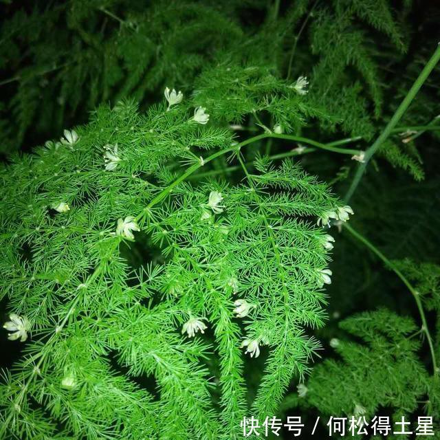  『盆中』“它”是文竹黄叶的“克星”，盆中放点，文竹翠绿欲滴