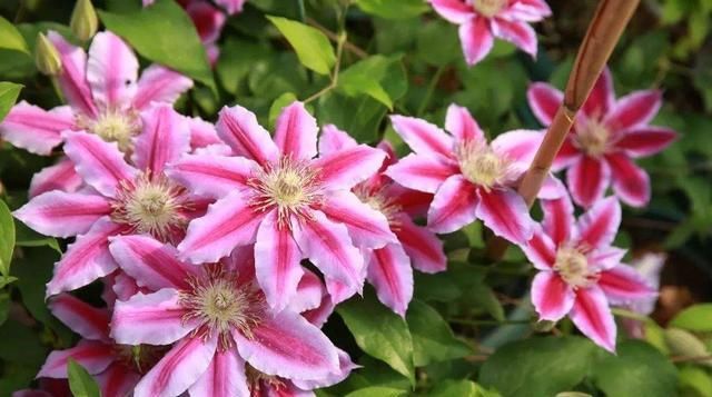 『养易』养花养个四季常开的,花朵鲜艳美丽,好养易打理,很美很优雅
