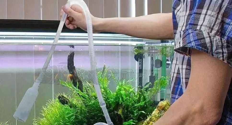  鱼缸■五一小长假外出不在家？这份假期养鱼攻略送你…