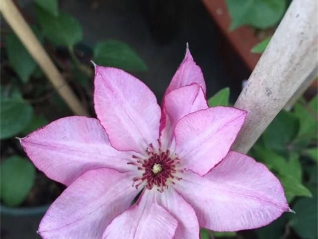  「栽培」此观花植物，花期长达6个月，花好看、易栽培，比月季、长寿花强