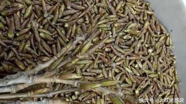 杨树芽成了“宝”，一斤高达几十元，到底有什么大用途
