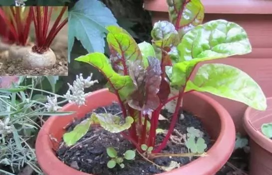  阳光|花盆可不是只能用来种花，种点这些蔬菜照样好看还好吃！