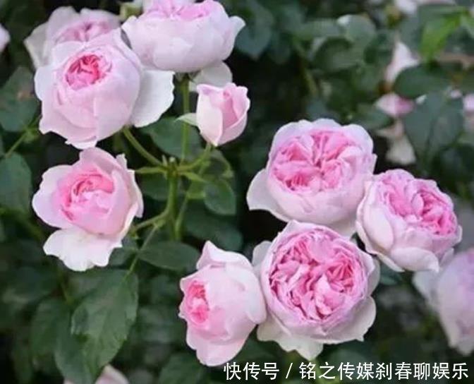 『烂漫』“3种花”很适合阳台养,花香四溢,花朵烂漫迷人,开花一簇簇!