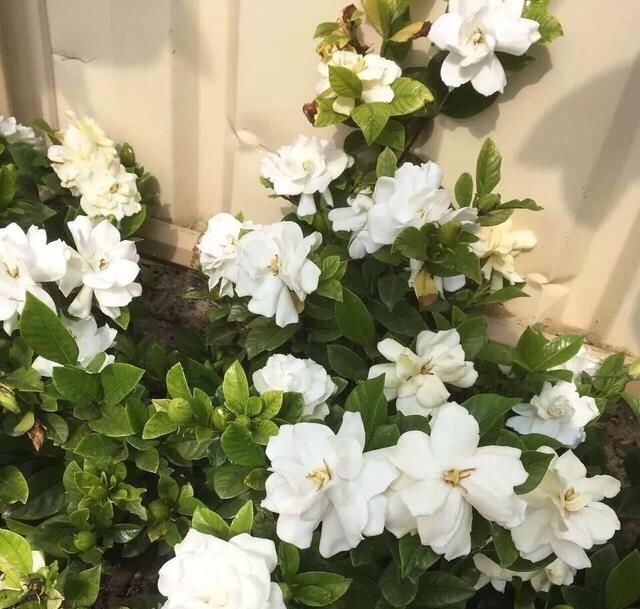  『移栽栀子花』养栀子花，一是浇水二是换盆，这两点做好，叶片绿油油，花苞长满