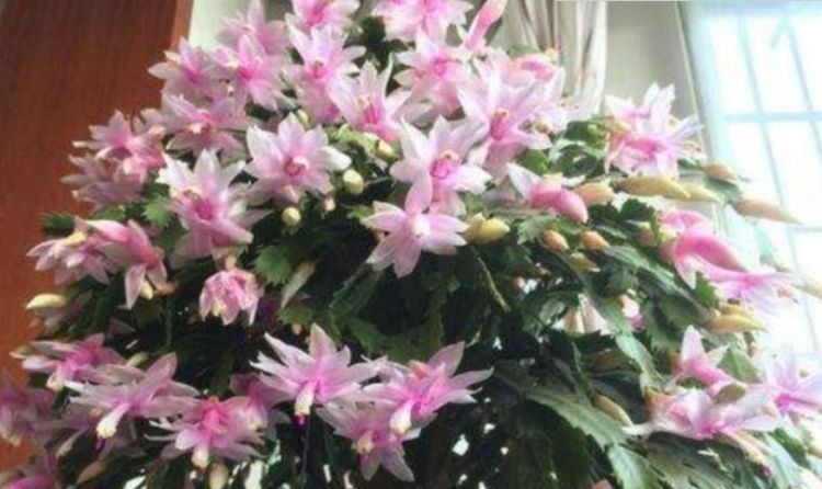  令箭荷花|3种花适合养在阳台,喜欢光照更耐旱,净化空气味道香,谁养谁爱