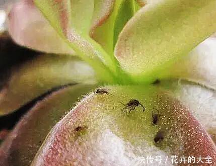 【多肉的时】多肉“铺面”的那些事儿