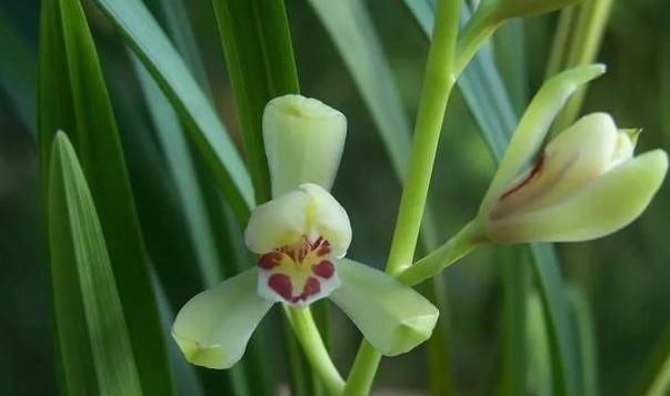  『花叶』众所周知“花叶同源”，那如何从兰花叶片看兰花开品？