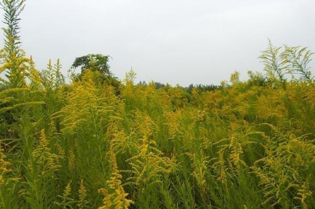 『名字』它是观赏植物，今成了“霸王花”，对环境有危害，遇到要铲除