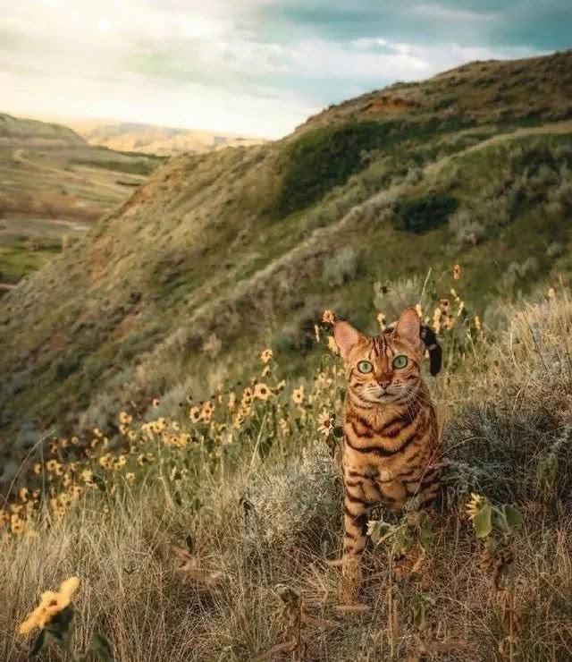 这只猫很喜欢旅游，每次跟着主人旅行都会很兴奋，沉浸在大自然中