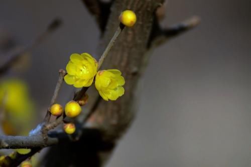春节到过年到！寓意美好，花色鲜艳，这4种花，你家还没有吗？