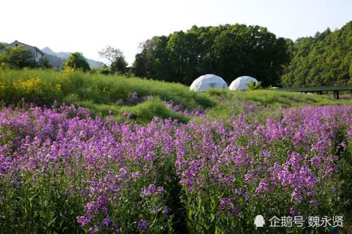  『香气』秦岭山村开满蓝香芥，紫色花海香气袭人