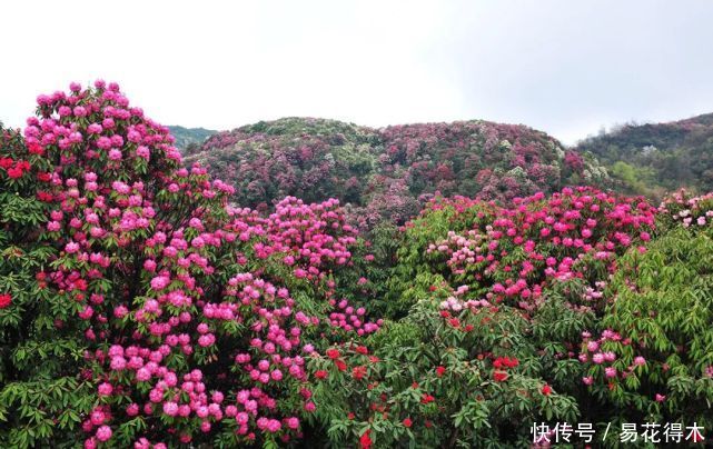  「杜鹃」国家Ⅱ级珍稀濒危物种|花色妖娆的大王杜鹃