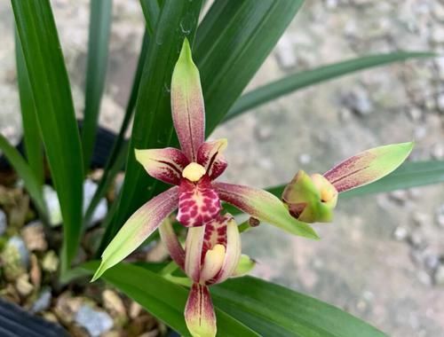  盆土@养兰花盆土老是有虫？简单4招，盆土不招虫，不停蹭蹭冒新芽