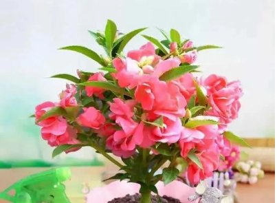  「观赏花卉」养花也有门道，最值得养的5种花，越养身体越健康