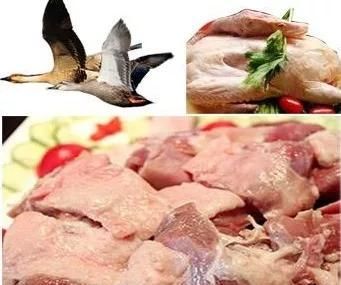  全身：全身是宝，养一只就赚1000元，目前养的人不多