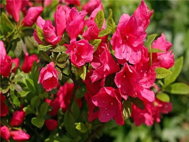 这几种植物很适合做盆景在家养护，依然充满花香观赏性高! 养花