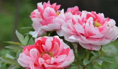  『观赏价值』此款花卉，好养易爆盆，养在家里非常的有档次，越养越值钱