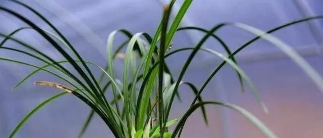  温度■兰花什么时候开花，谁说了算？这样说你就明白了