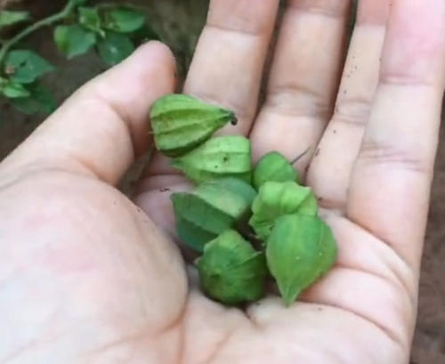 农村山坡上的野草，结出的果实像灯笼，看着不起眼但也是一种草药