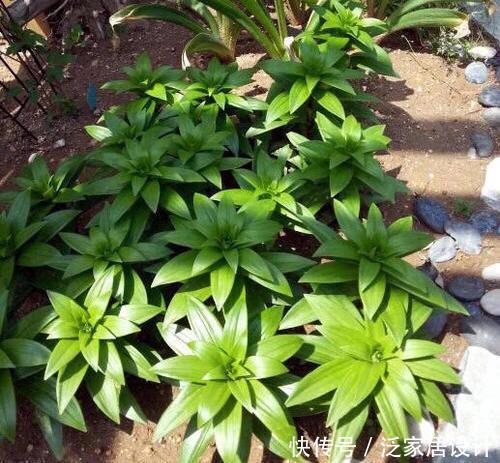 剪枝@盆栽百合开完要剪枝吗?只要做到“1点”,年年开花,芳香又惊艳