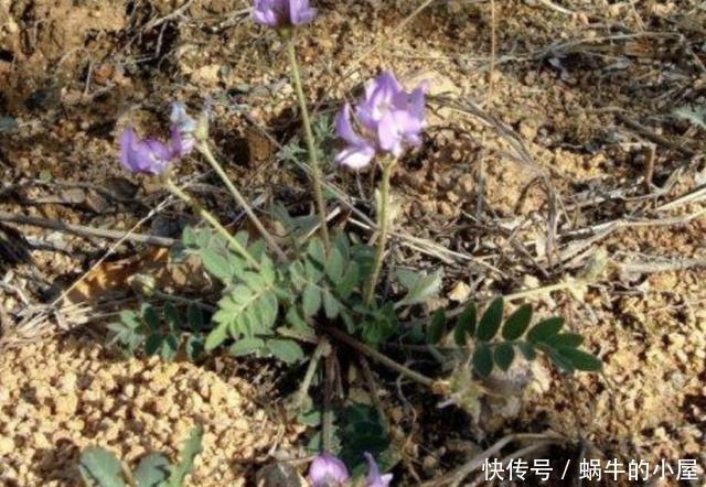『种植物』河边的1种野草,和岩黄连一样矮,被称为“米口袋”,营养价值高