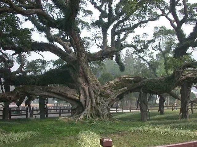 中国最著名的10棵古树名木