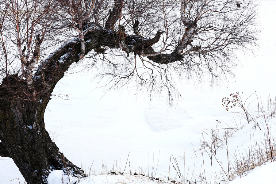 冬季新疆那拉提玩雪全攻略，水墨雪域画中游