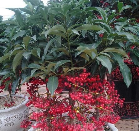  『抗寒性』天气冷，就养这“4样”植物，“抗寒性”超强，越冷越疯长！