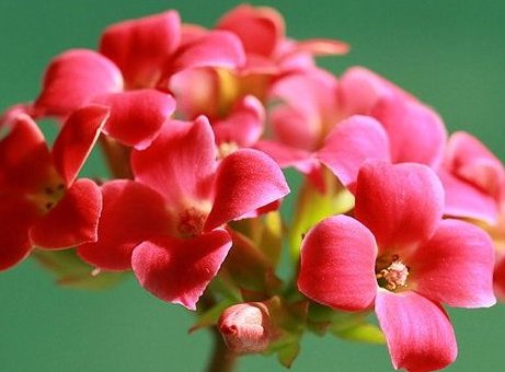  『枝条』养花就养“妖艳”的，插个枝就能活，一盆开花几十朵，养在家中美