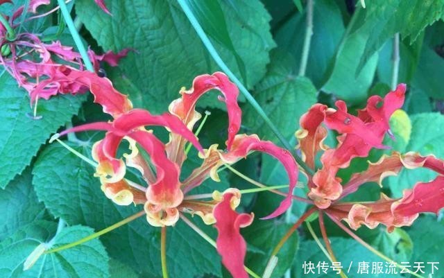  [长相]它在农田里很常见，长相像兰花农民却当宝，可盆栽也可入