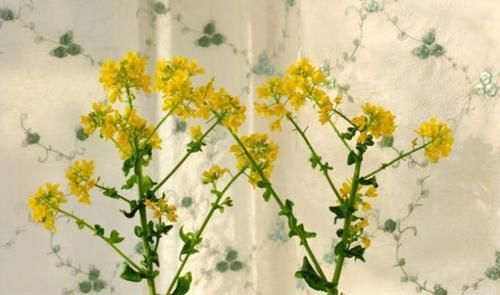  「白菜」“废根”不要丢，埋土“留半截”，20天成“盆栽”，还开花结果