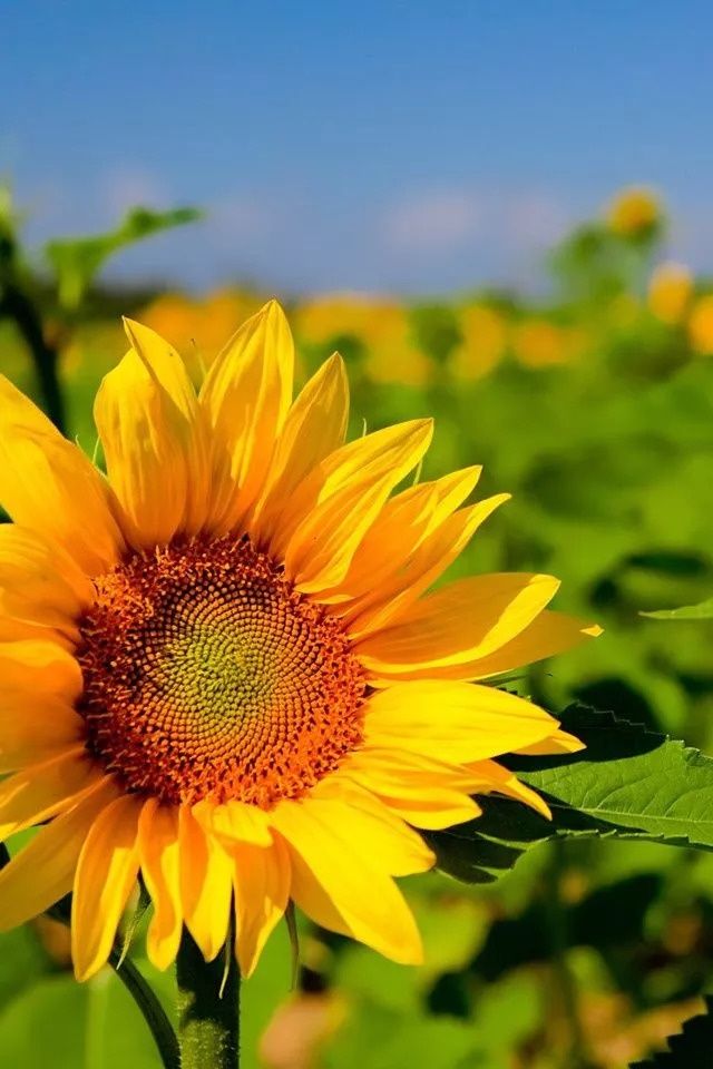 中国品牌下一城!是时候结束抢购洋品牌的黑暗史了!