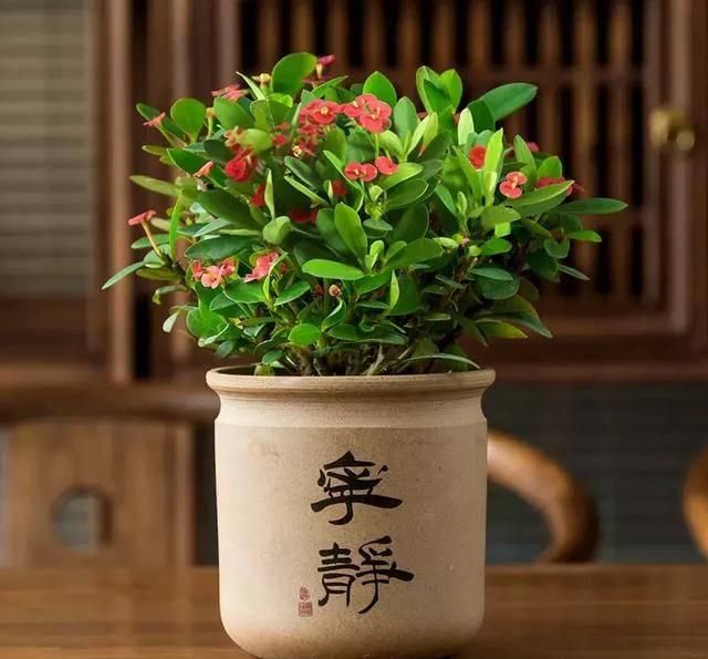  #阳光充足的环境#100种常见开花植物的养护要点与花期，快来看看有没有你喜欢的