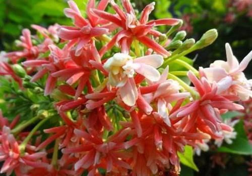  『花界』居家养这些小花，沾土即活，花开如玫瑰，堪称花界“开花机器”